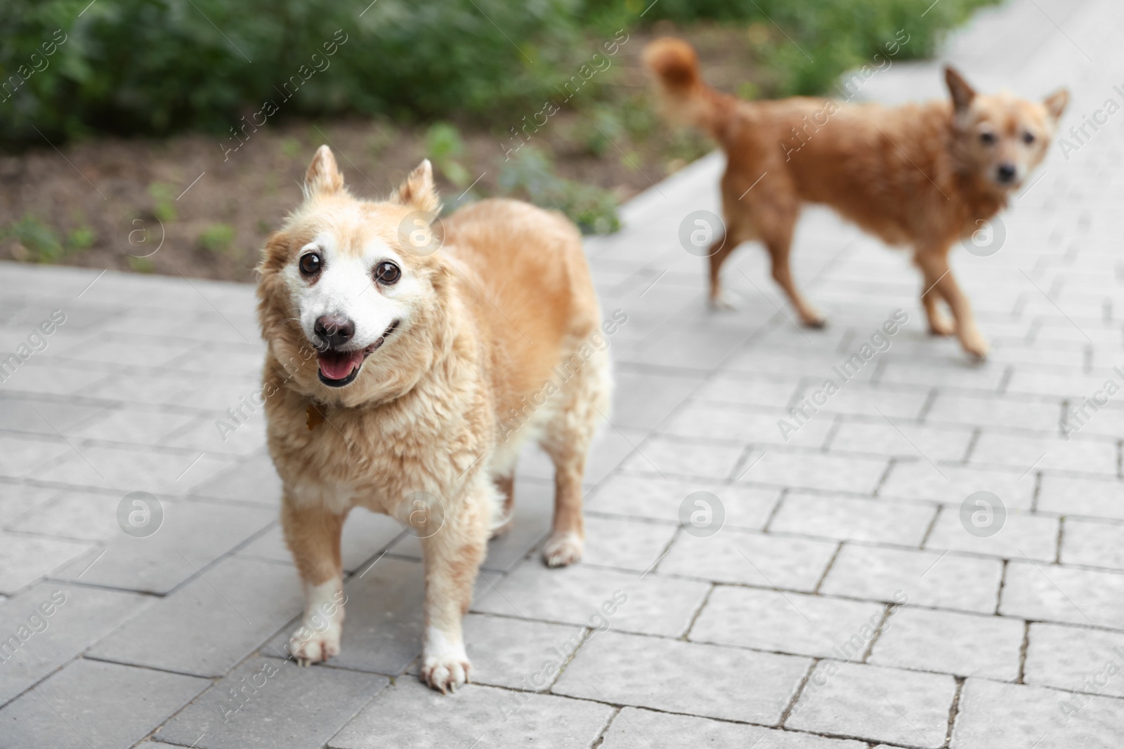 Photo of Walking with pet. Two cute dogs outdoors, selective focus