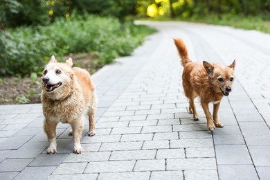 Photo of Walking with pet. Two cute dogs outdoors