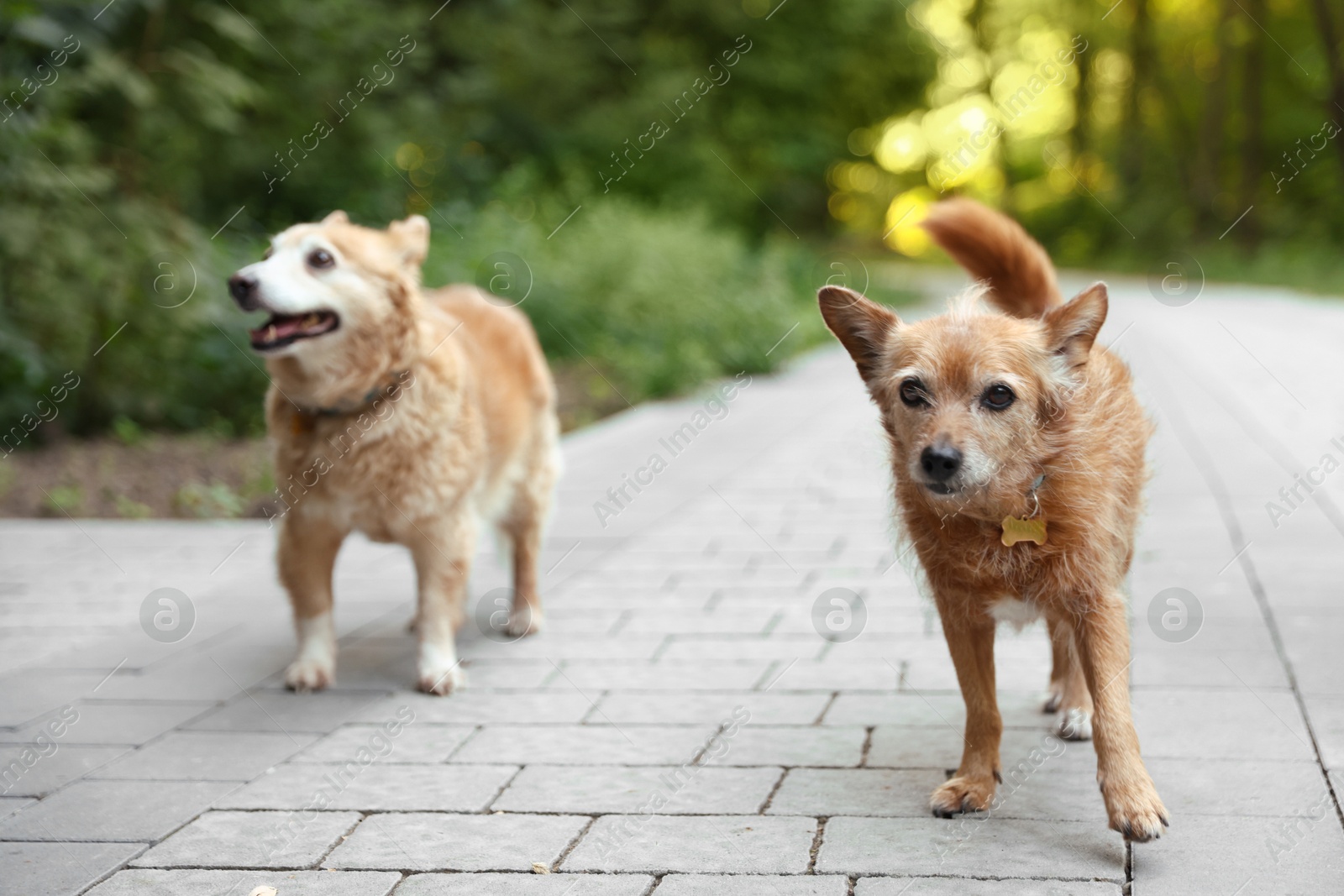 Photo of Walking with pet. Two cute dogs outdoors, selective focus
