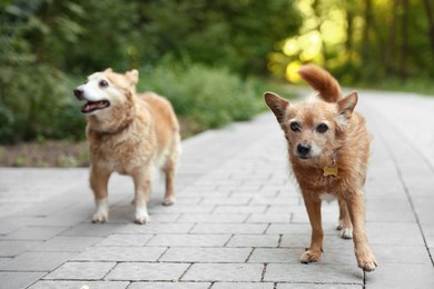 Photo of Walking with pet. Two cute dogs outdoors, selective focus