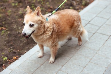 Photo of Walking with pet. Cute dog with leash outdoors