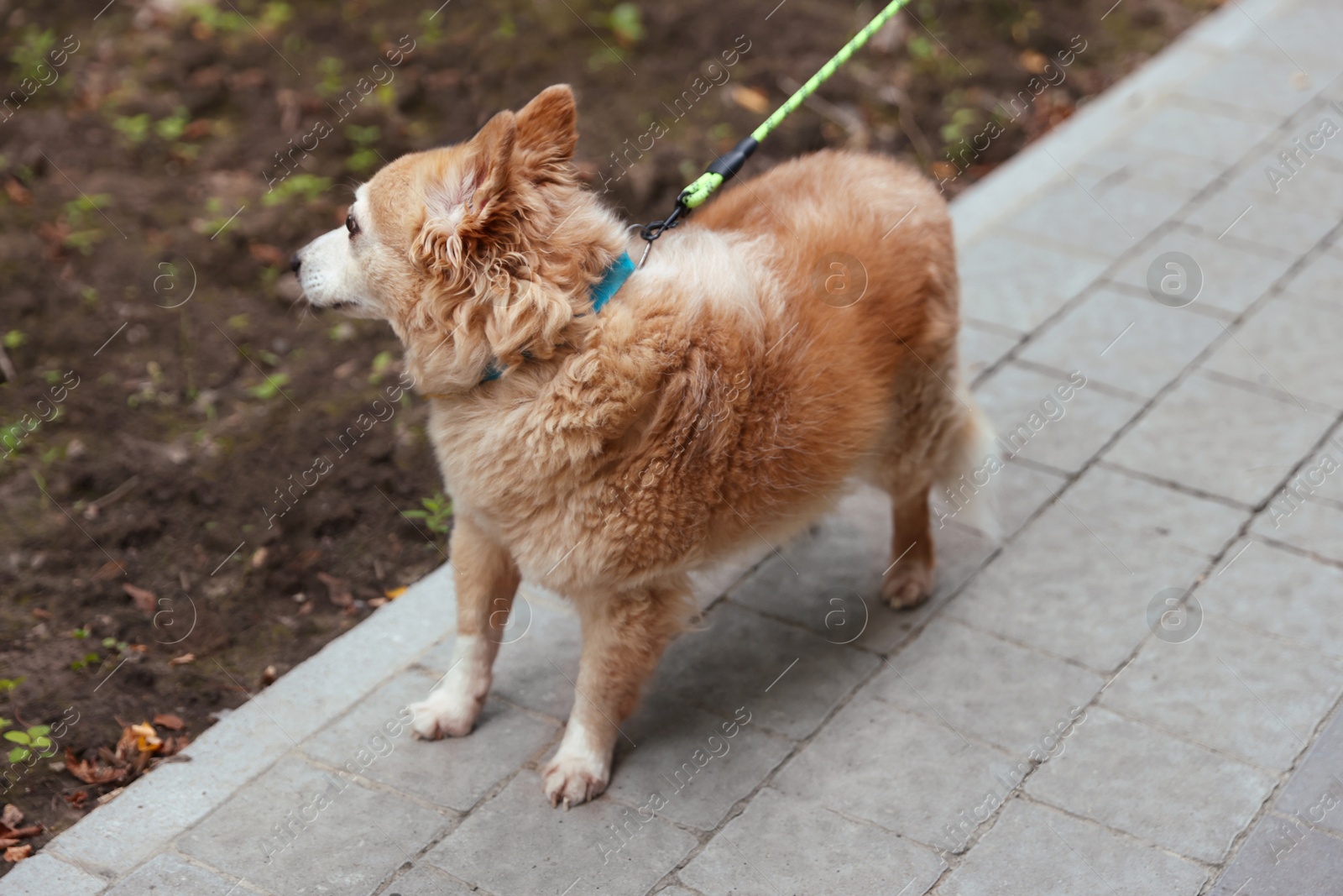 Photo of Walking with pet. Cute dog with leash outdoors
