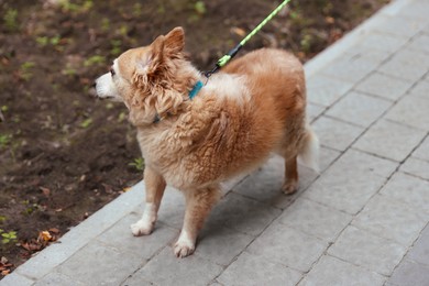 Photo of Walking with pet. Cute dog with leash outdoors