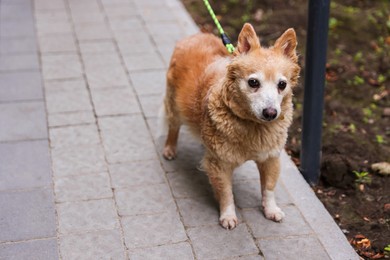 Photo of Walking with pet. Cute dog with leash outdoors. Space for text