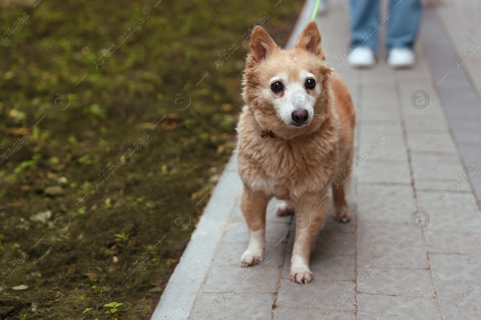Photo of Woman walking his cute dog with leash outdoors, closeup. Space for text