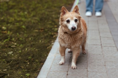 Photo of Woman walking his cute dog with leash outdoors, closeup. Space for text