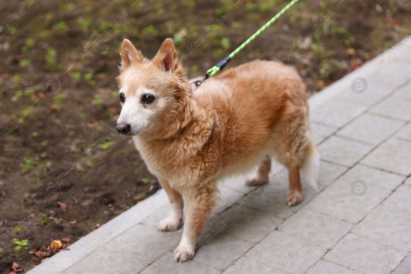 Photo of Walking with pet. Cute dog with leash outdoors