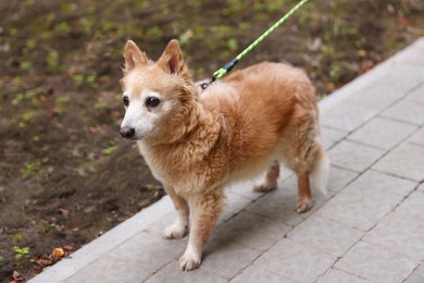 Photo of Walking with pet. Cute dog with leash outdoors