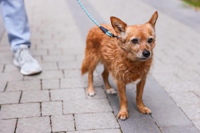 Photo of Man walking his cute dog with leash outdoors, closeup