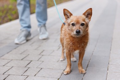 Photo of Man walking his cute dog with leash outdoors, closeup