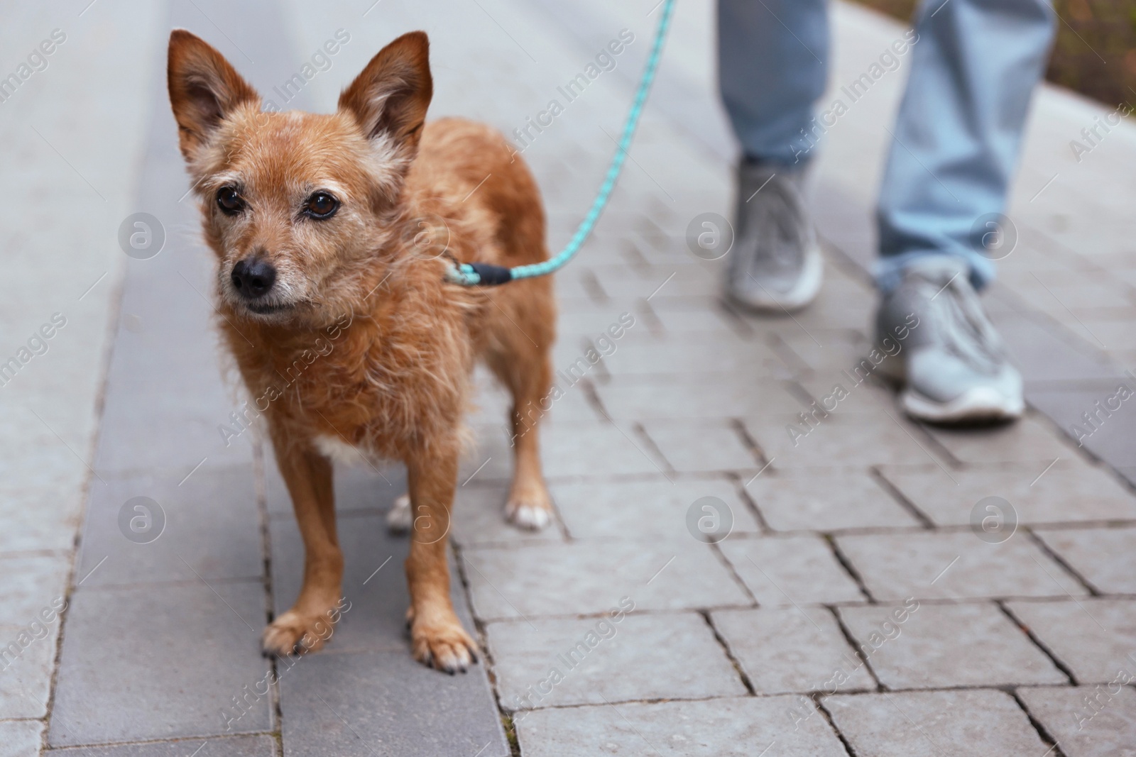 Man walking his cute dog with leash outdoors, closeup Photo of Man walking his cute dog with leash outdoors, closeup