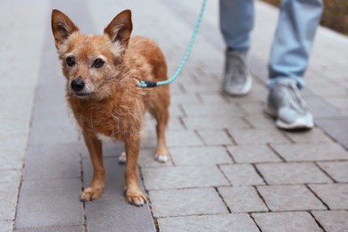 Photo of Man walking his cute dog with leash outdoors, closeup