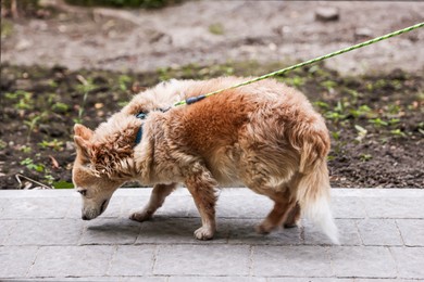 Photo of Walking with pet. Cute dog with leash outdoors