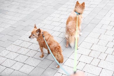Photo of Walking with pet. Two cute dogs with leashes outdoors