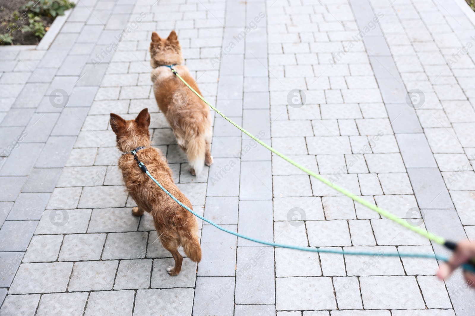 Photo of Man walking his cute dogs outdoors, closeup. Space for text