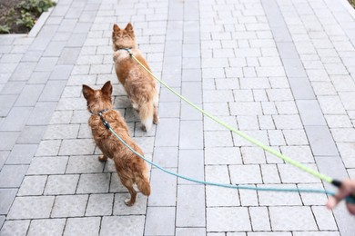 Photo of Man walking his cute dogs outdoors, closeup. Space for text