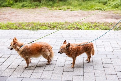 Photo of Walking with pet. Two cute dogs with leashes outdoors