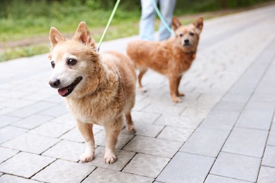 Photo of Man walking his cute dogs outdoors, closeup