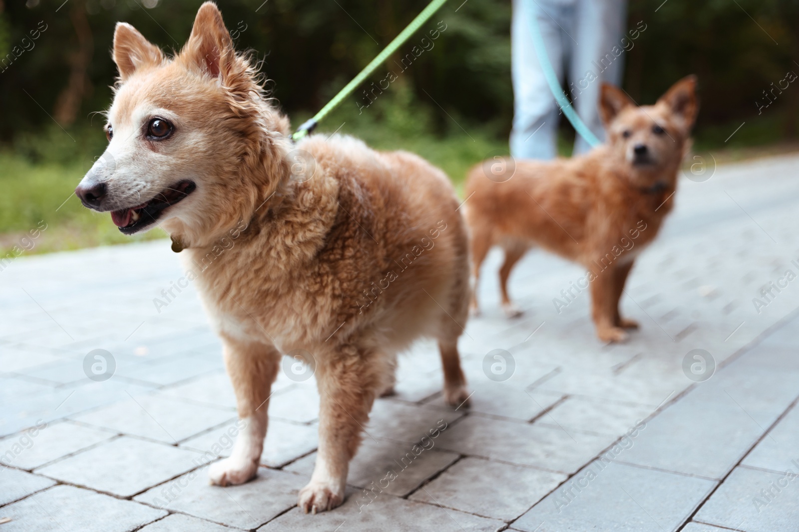 Photo of Man walking his cute dogs outdoors, closeup