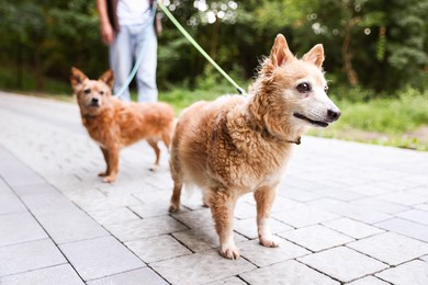 Photo of Man walking his cute dogs outdoors, closeup