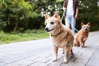 Photo of Man walking his cute dogs outdoors, closeup. Space for text