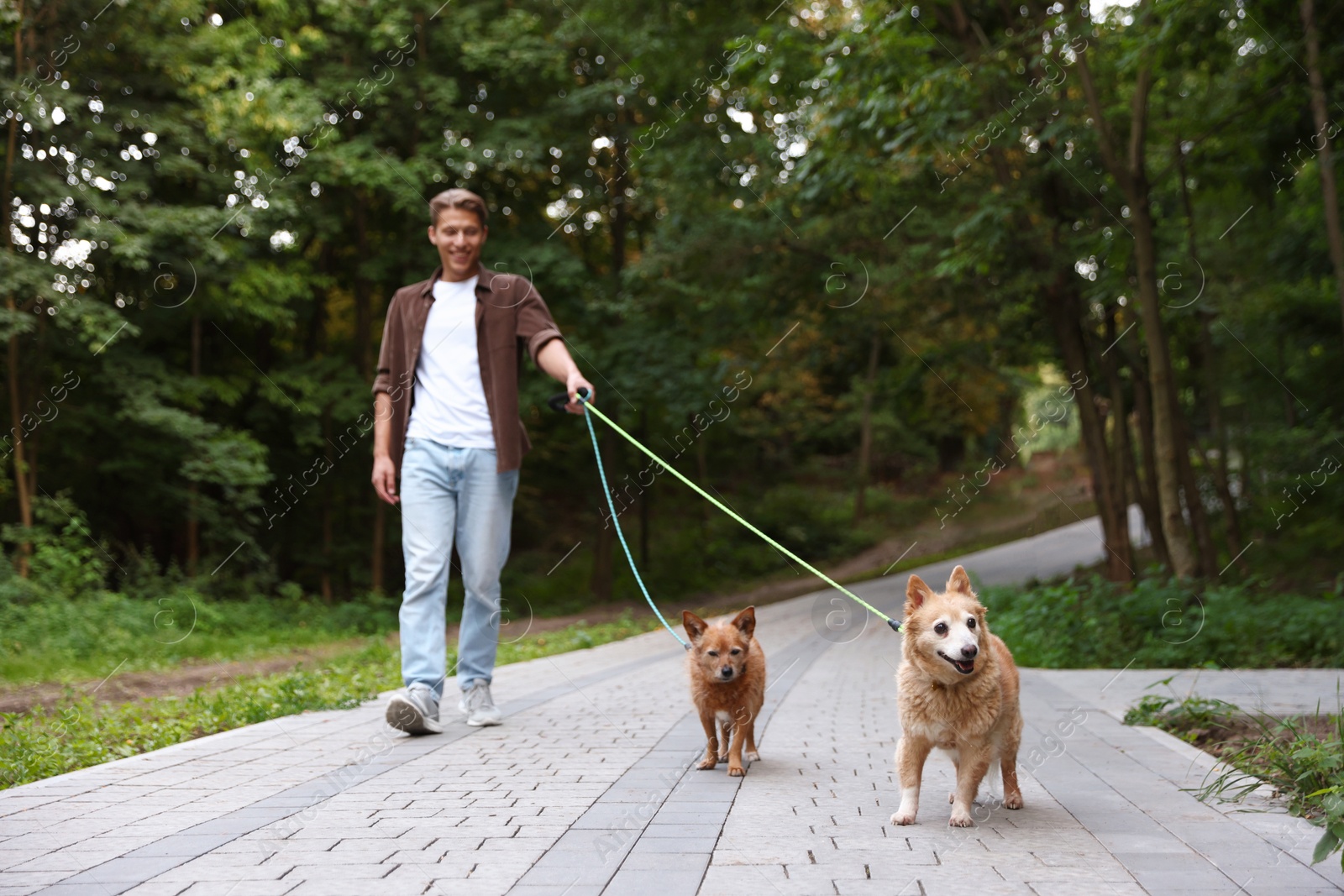 Photo of Young man walking his cute dogs outdoors, selective focus