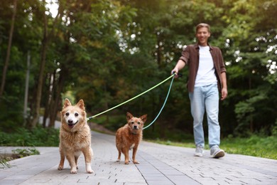 Photo of Young man walking his cute dogs outdoors, selective focus