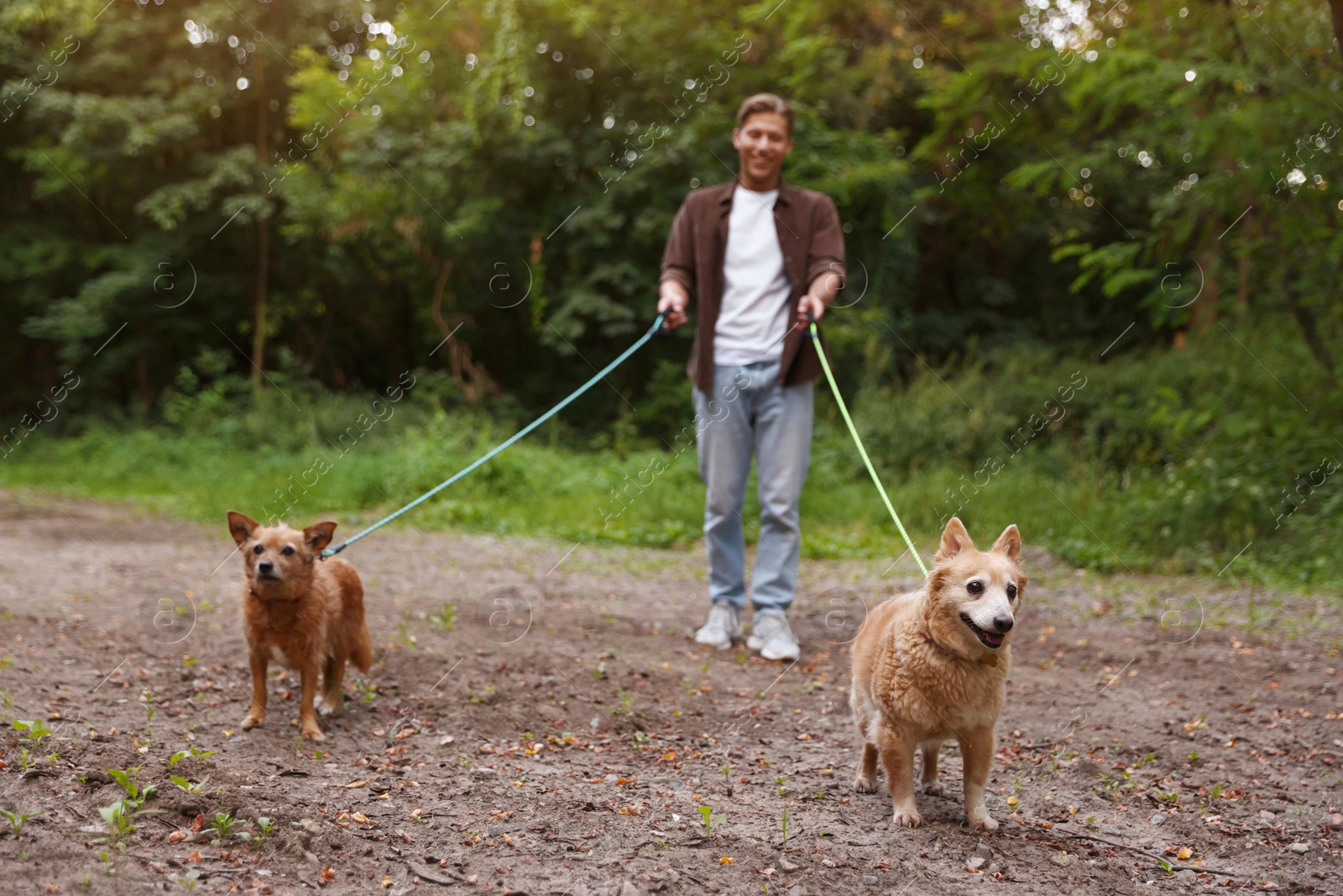 Photo of Young man walking his cute dogs outdoors, selective focus