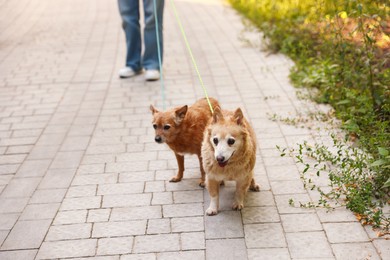Photo of Young woman walking her cute dogs outdoors, closeup