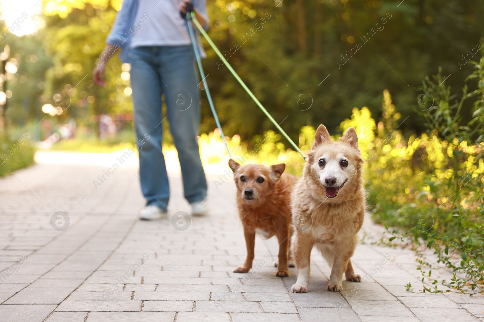 Photo of Young woman walking her cute dogs outdoors, closeup