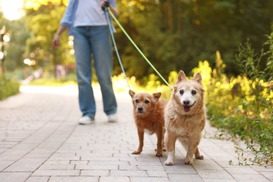 Photo of Young woman walking her cute dogs outdoors, closeup