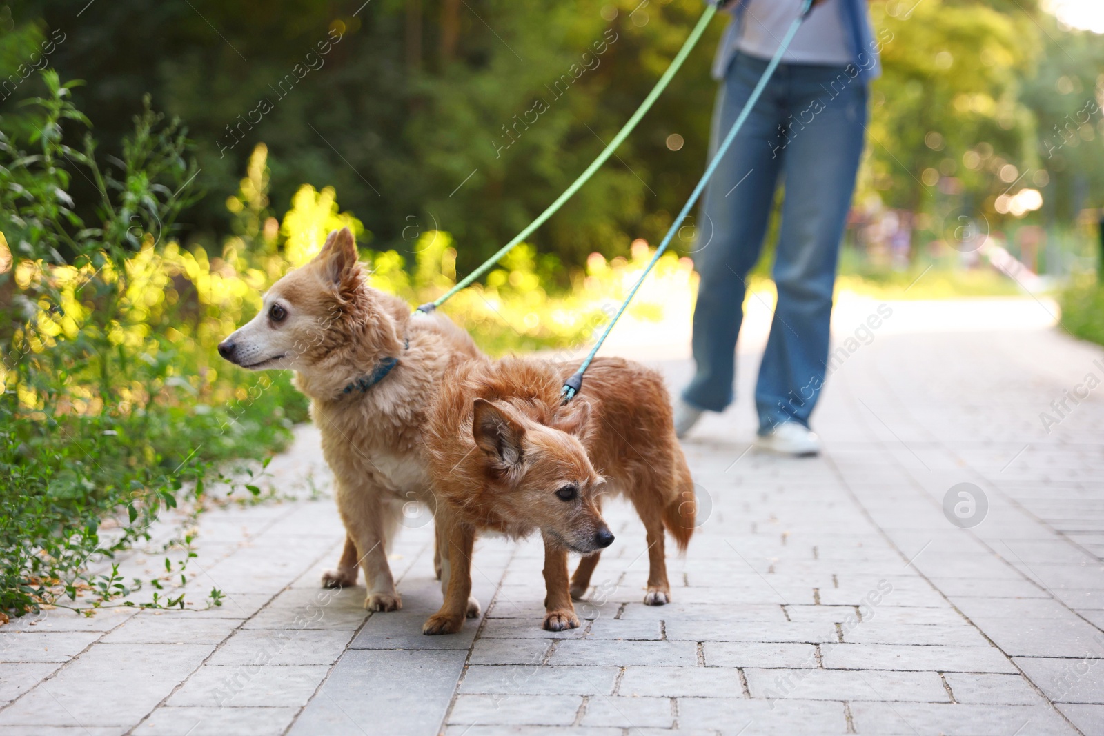 Photo of Young woman walking her cute dogs outdoors, closeup