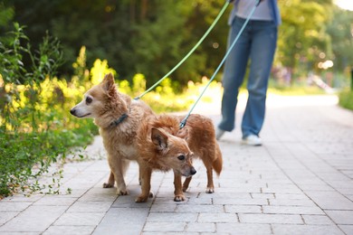 Photo of Young woman walking her cute dogs outdoors, closeup