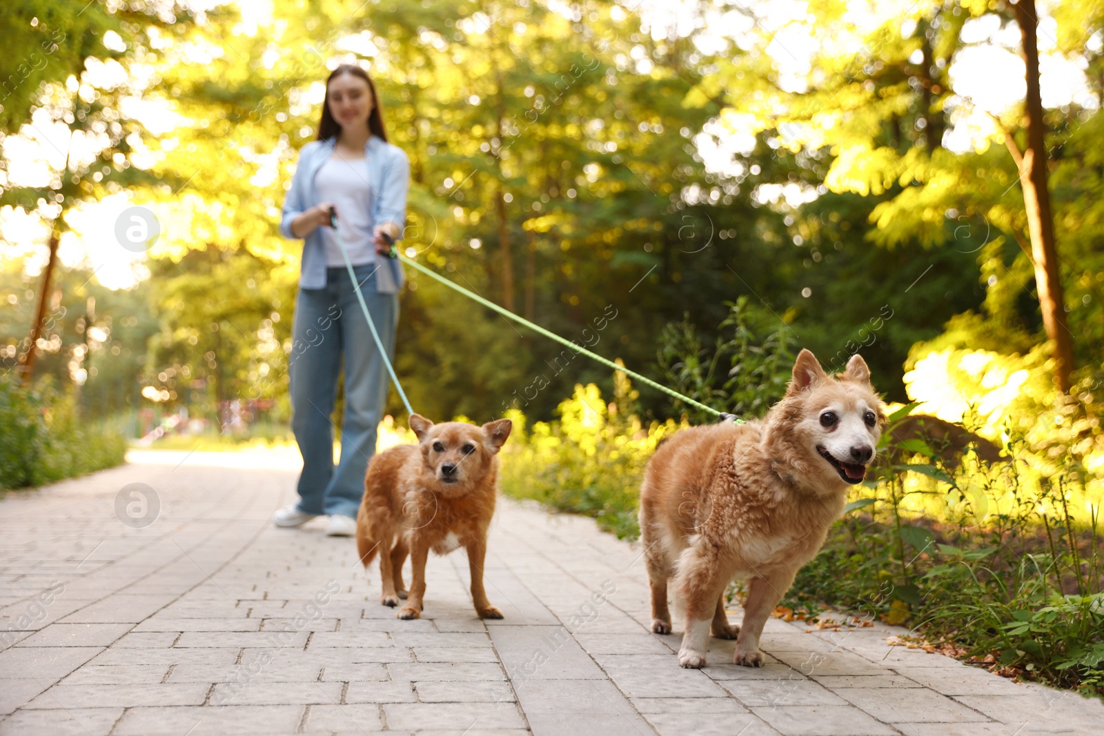 Photo of Young woman walking her cute dogs outdoors, selective focus