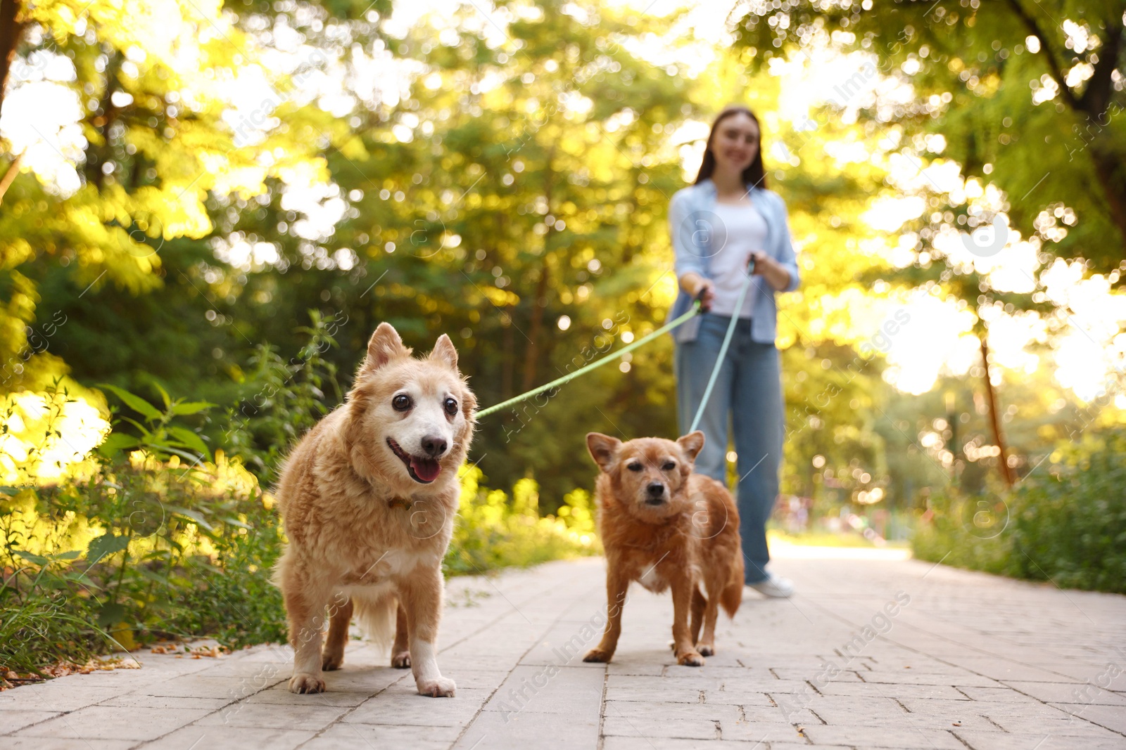 Photo of Young woman walking her cute dogs outdoors, selective focus