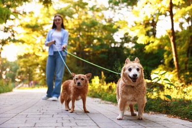 Photo of Young woman walking her cute dogs outdoors, selective focus