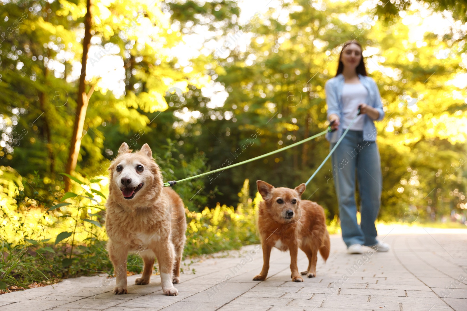 Photo of Young woman walking her cute dogs outdoors, selective focus