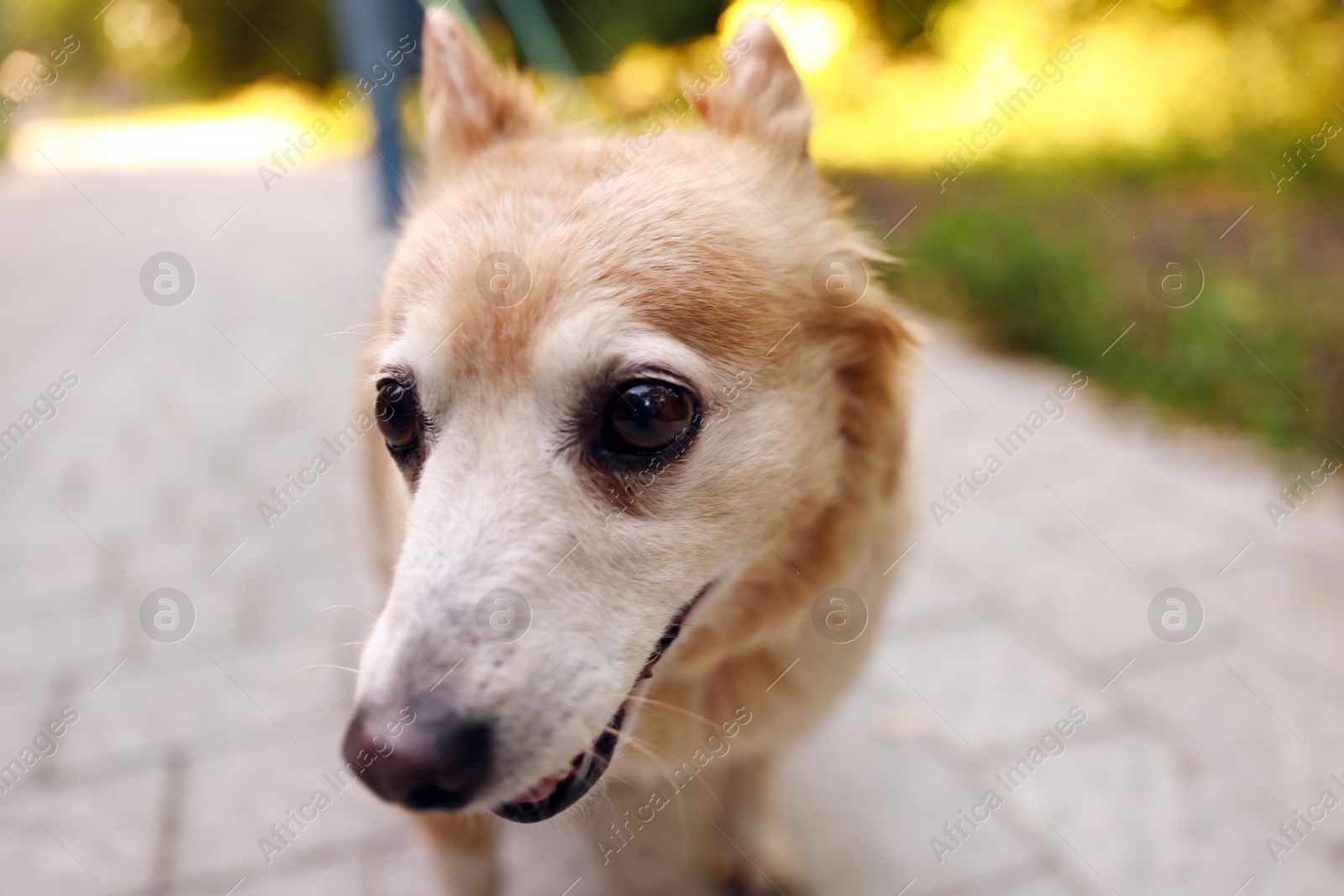 Photo of Young woman walking her cute dog outdoors, closeup