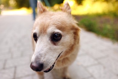 Photo of Young woman walking her cute dog outdoors, closeup