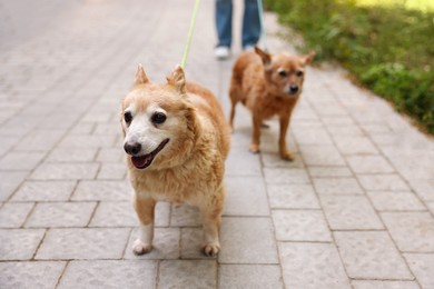 Photo of Young woman walking her cute dogs outdoors, closeup