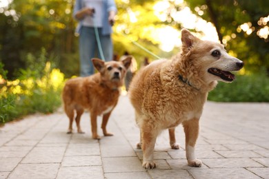 Photo of Young woman walking her cute dogs outdoors, closeup
