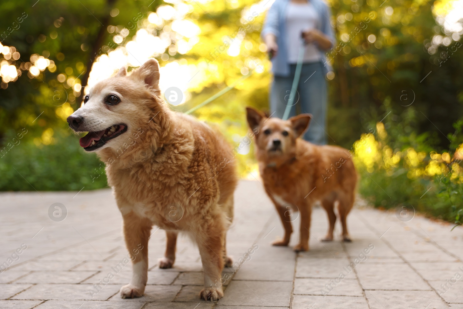 Photo of Young woman walking her cute dogs outdoors, closeup