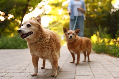 Photo of Young woman walking her cute dogs outdoors, closeup