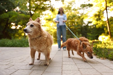Photo of Young woman walking her cute dogs outdoors, selective focus