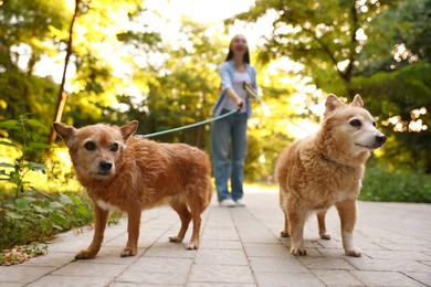 Photo of Young woman walking her cute dogs outdoors, selective focus
