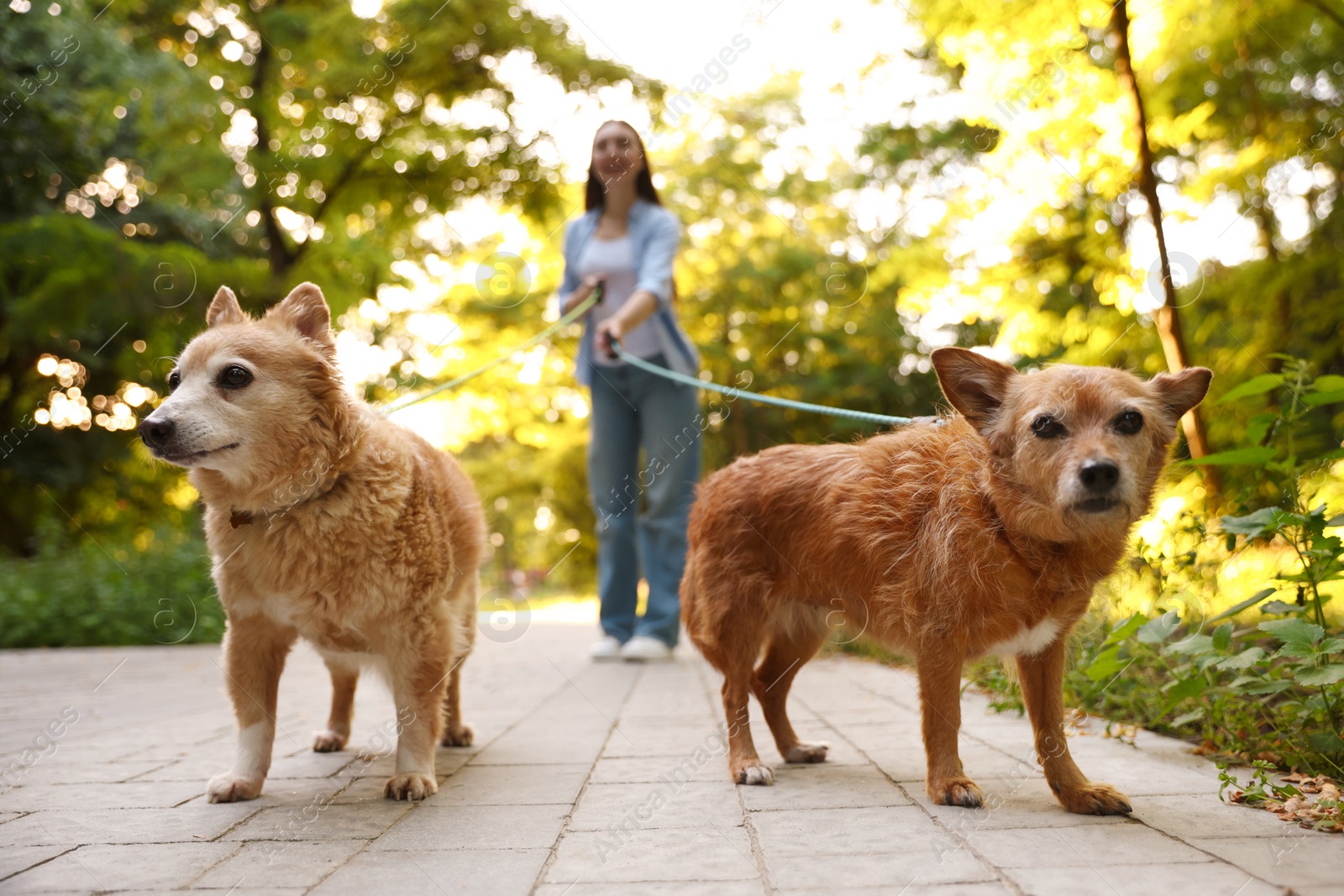 Photo of Young woman walking her cute dogs outdoors, selective focus