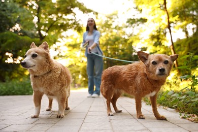 Photo of Young woman walking her cute dogs outdoors, selective focus
