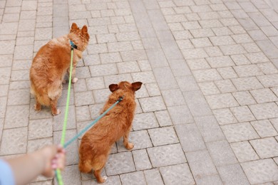 Photo of Young woman walking her cute dogs outdoors, closeup. Space for text