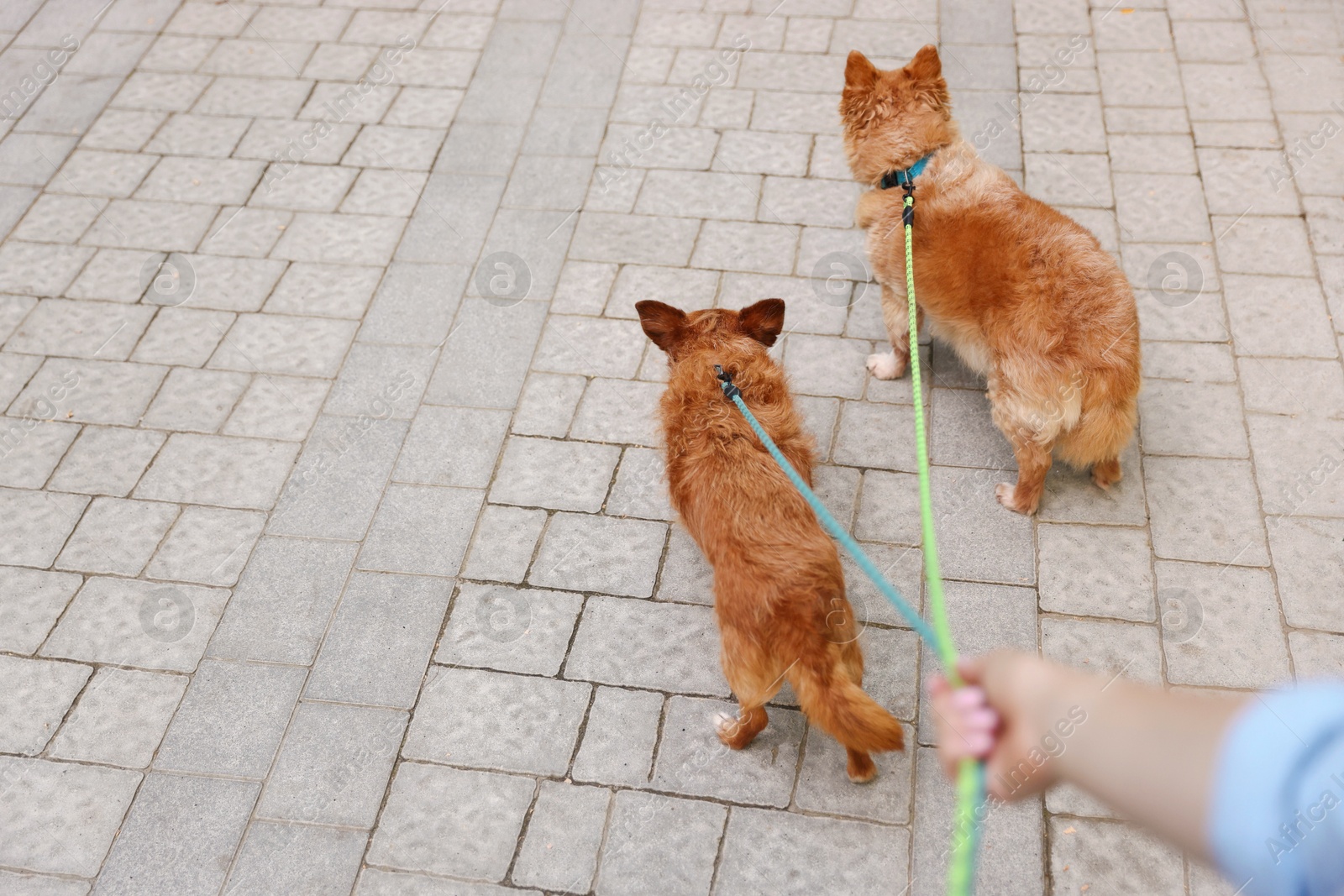 Photo of Young woman walking her cute dogs outdoors, closeup. Space for text