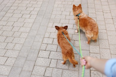 Photo of Young woman walking her cute dogs outdoors, closeup. Space for text